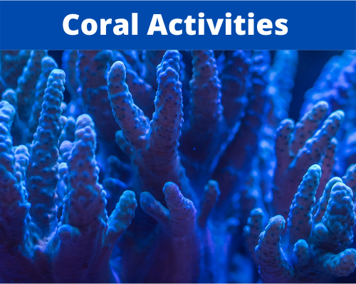 Coral Activities