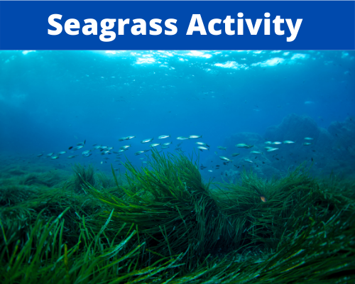 Seagrass Activity